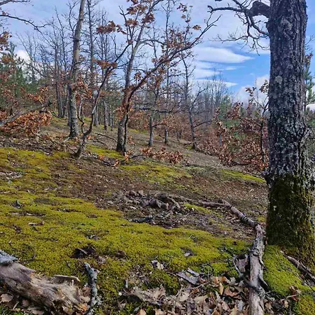 Antonije Sljivovica (Mala Reka)