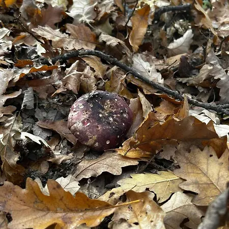 Antonije Sljivovica (Mala Reka)